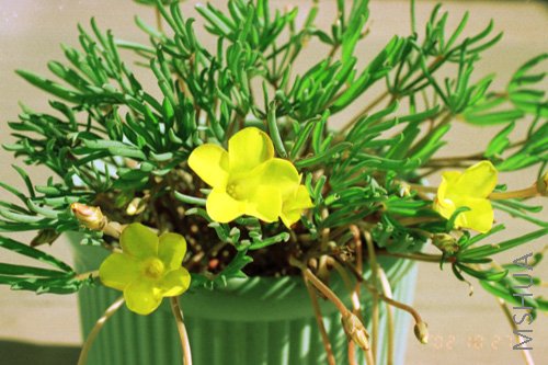 Oxalis 'Gold Island'  ������
