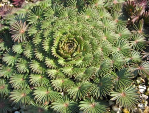 Oxalis palmifrons �����