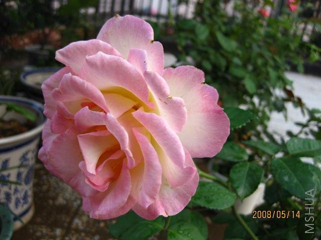 IMG_0664-s.JPG