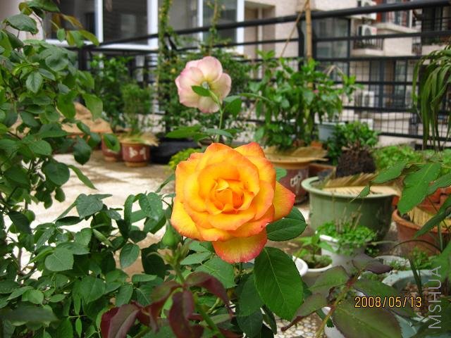 IMG_0645-s.JPG