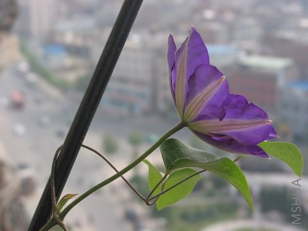 IMG_4320.JPG