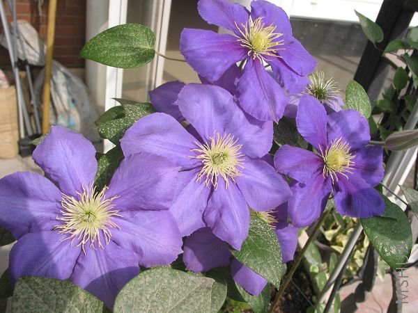 IMG_4309.JPG