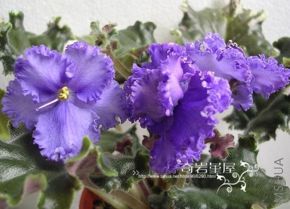 Z-54-Apach Blanket.jpg