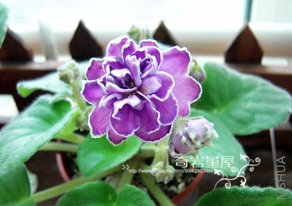 Z-56��King��s Treasure302��.JPG