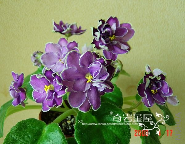 Z-56-302-King��s Treasure.JPG