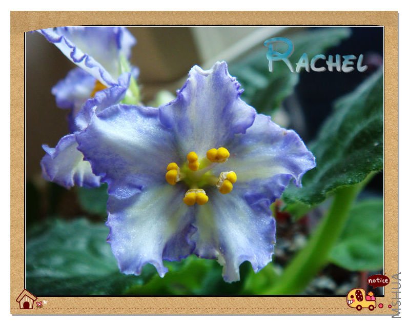 ��ʼ��ʮ�����Ӱ��Һͷ��嶼��ƭ��