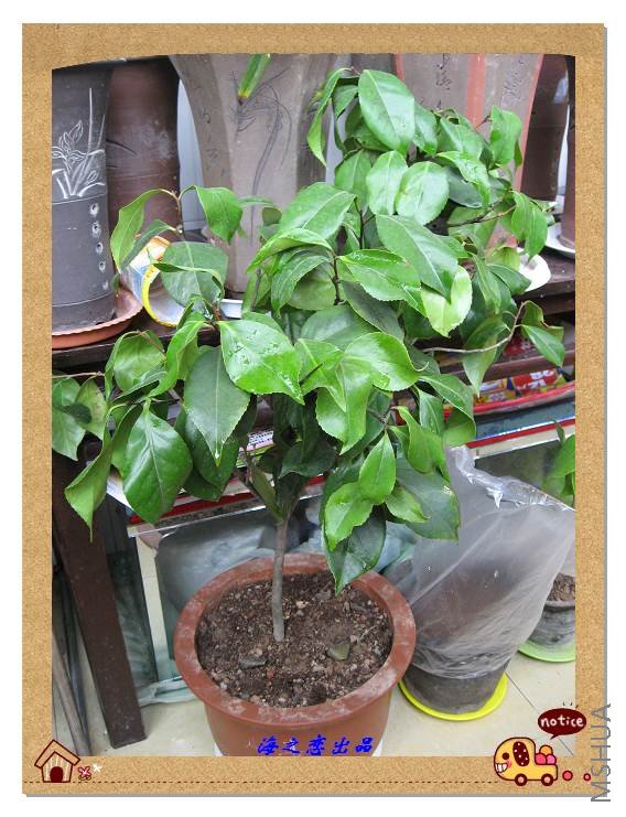 �൤��Ҷ�Ӳ��㾫��Ӧ�û�û�лָ�