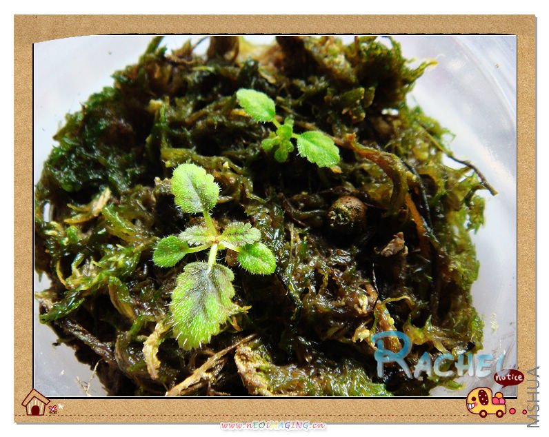 ��������е�С��