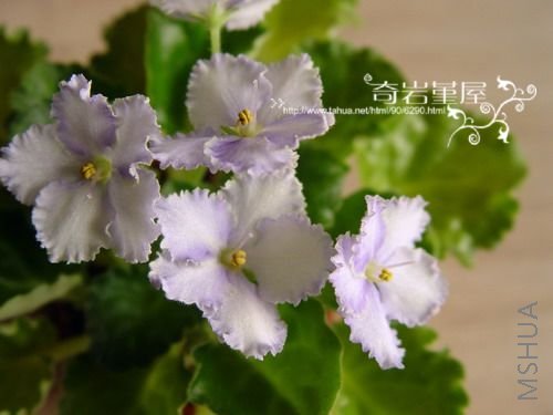 Z-53(B18   Opt evergrace).jpg