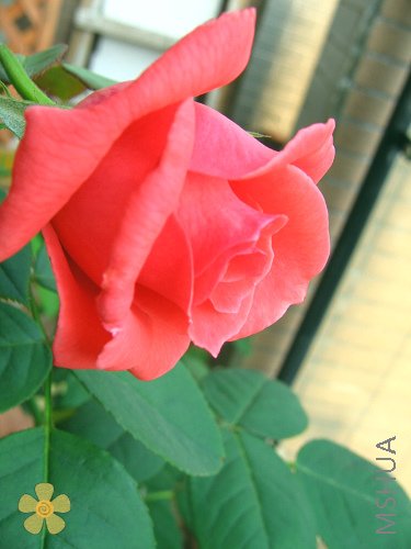 IMG_0457.JPG