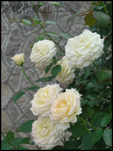DSC01539 ����.jpg