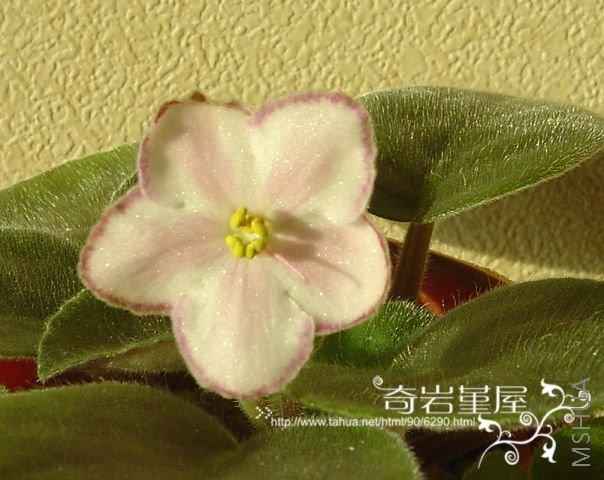 G-6(Travis Breezy Brea ).JPG