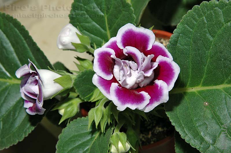 ��ɫ�ױ�,����֪������