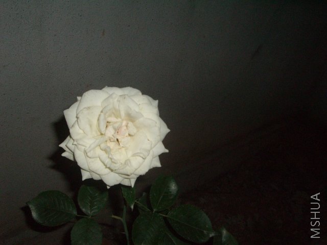 CIMG6454.JPG