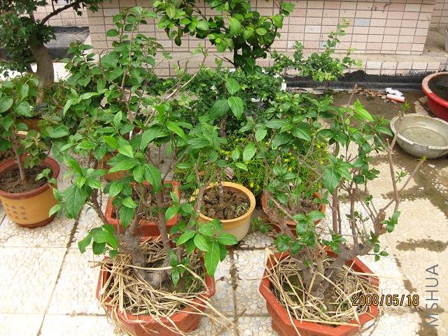 ��÷����