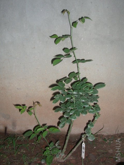 CIMG7642.JPG