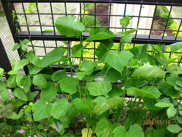 ���ٵ��߲ˣ�ǣţ