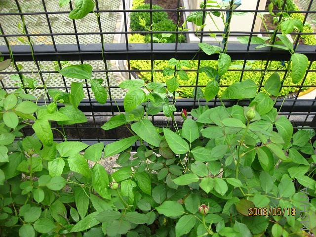 ���ٵ��߲ˣ�ǣţ