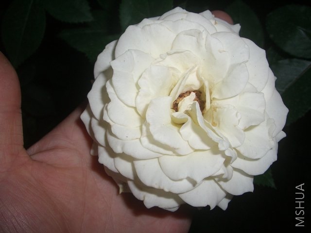 CIMG7652.JPG