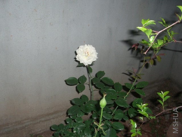 CIMG5860.JPG