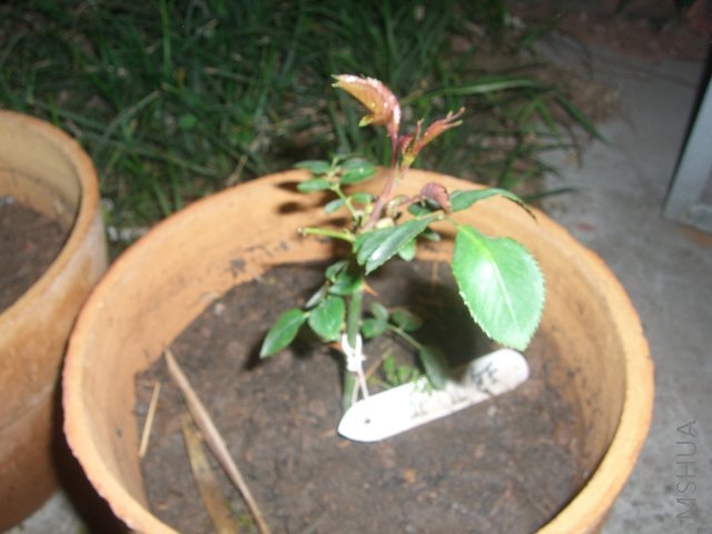 CIMG7673.JPG