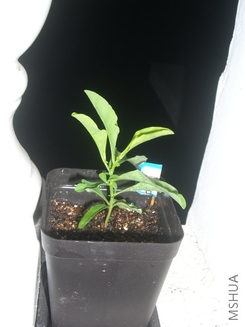 CIMG7783.JPG