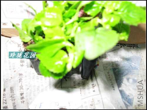 ����,����ɫ