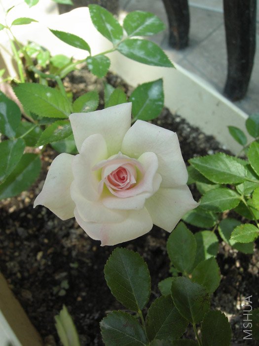 WL�ҵĿ�ȸ����