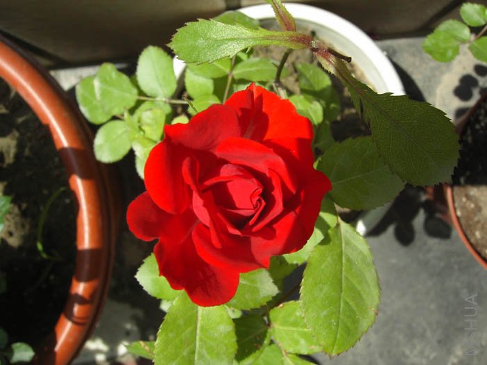 �����Ĵ�컨��Ҫ����