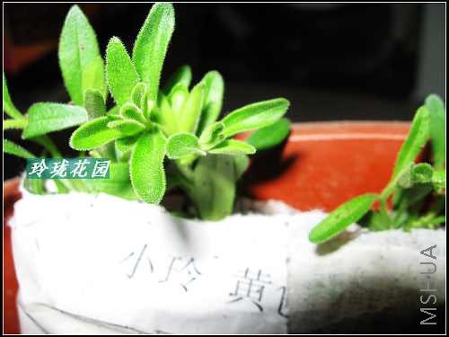 ����С��,��ɫ