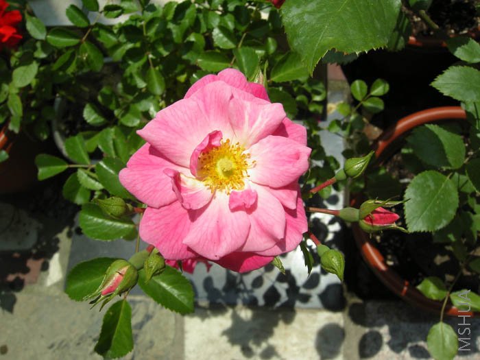 ������Ĳ�֪���ֵ�