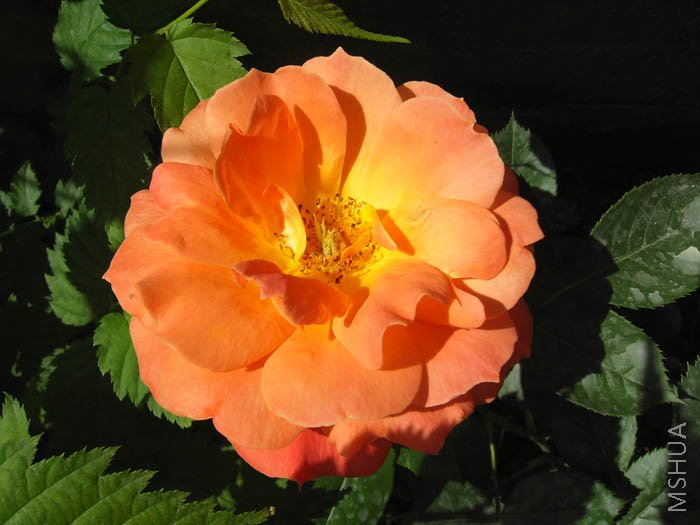 �����Ҳ���˵ڶ���