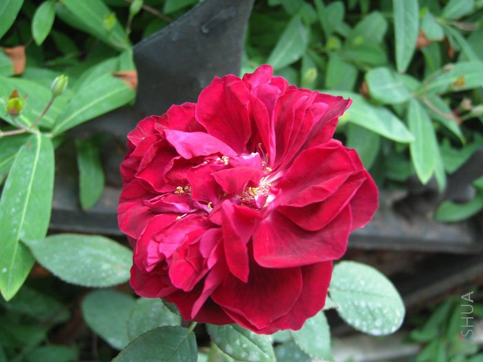 ������ſſ�Ĳ��������