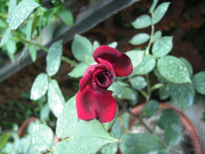 �ɰ��Ļ���