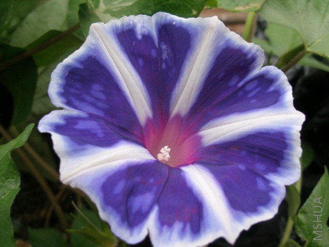 �ڶ������ӣ�û�б��죬ֵ���Ƽ���һ��ţ