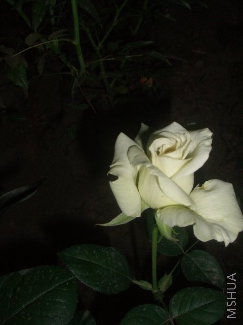 ��ת CIMG7981.JPG