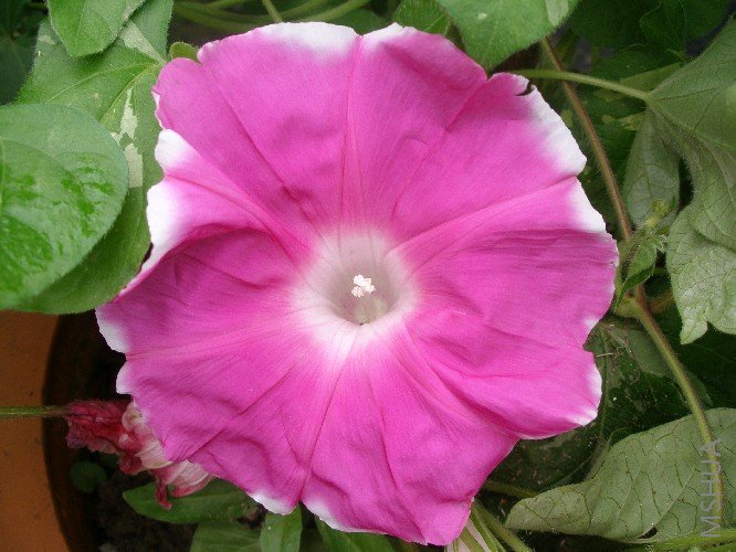 �һ��ױ�ţ���Һ�ϲ���ļһ�