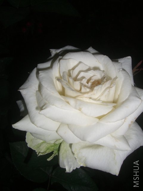 ��ת CIMG7974.JPG