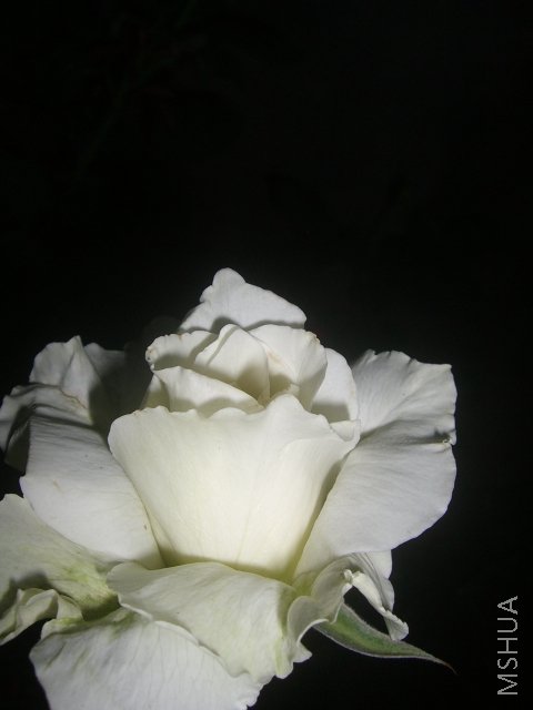 ��ת CIMG7976.JPG