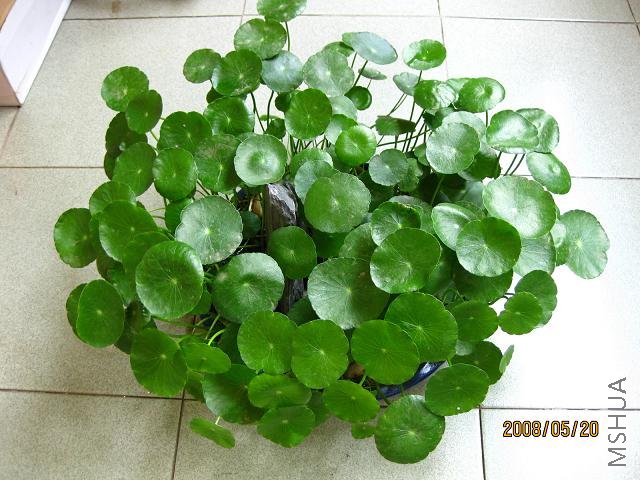 �Աȣ������׵ĵ�ש����