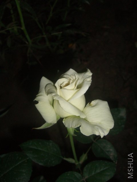 ��ת CIMG7982.JPG