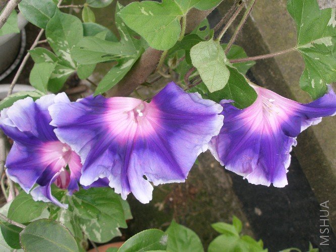 �ڷۺ�Ļ����������ˡ�