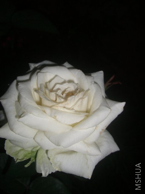 ��ת CIMG7973.JPG