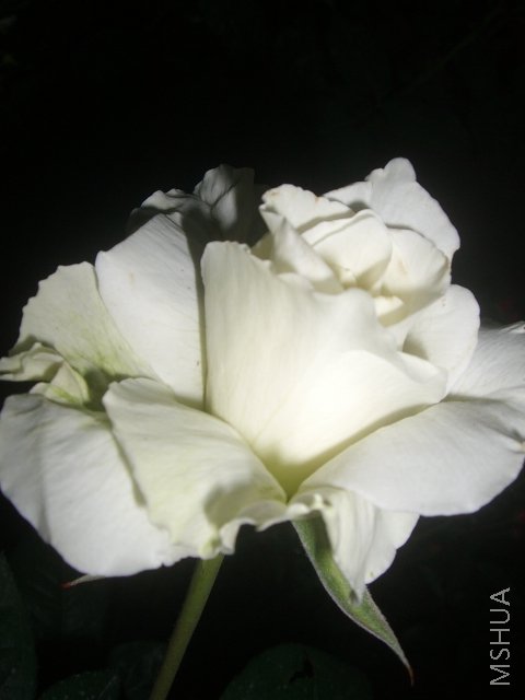 ��ת CIMG7969.JPG