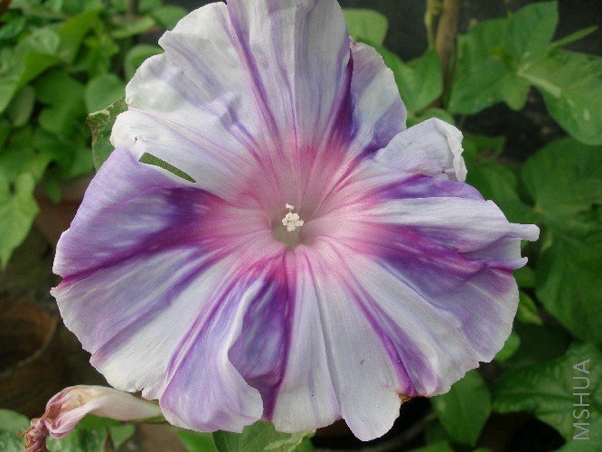 ��������һ��ţ��