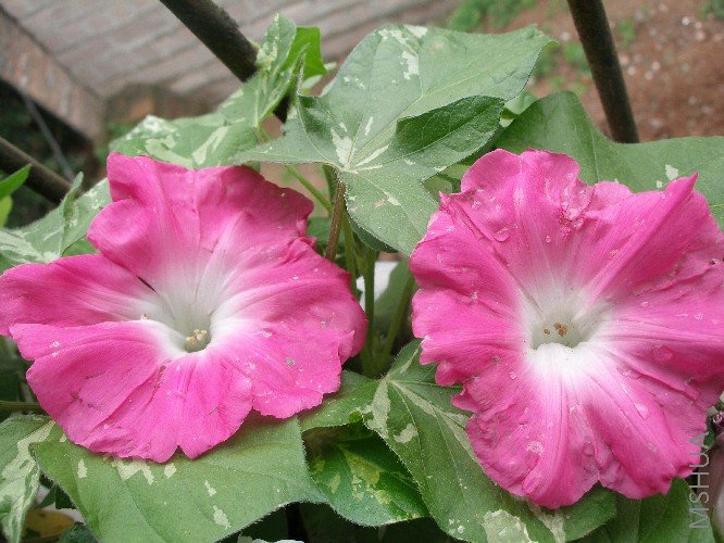 ����ѩ�����Ǻ���û�а׵�