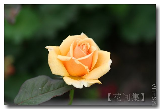 IMG_2386 ����.jpg