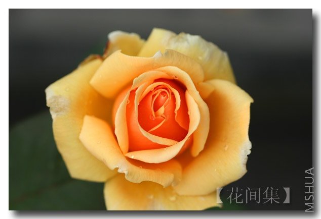 IMG_2389 ����.jpg