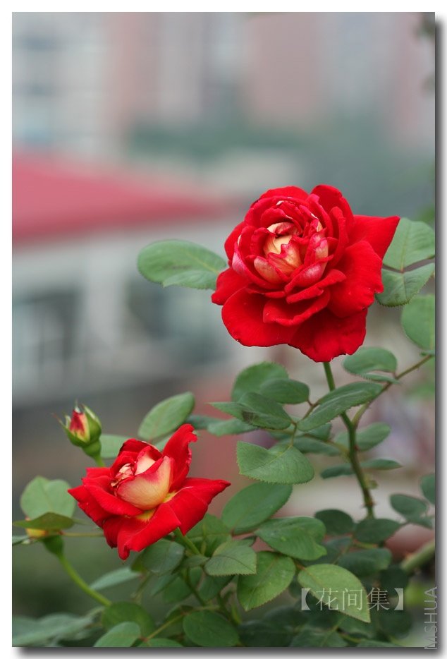 IMG_2269 ����.jpg