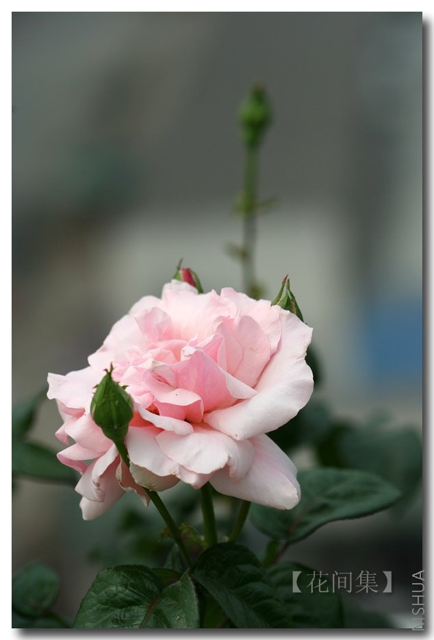 IMG_2270 ����.jpg